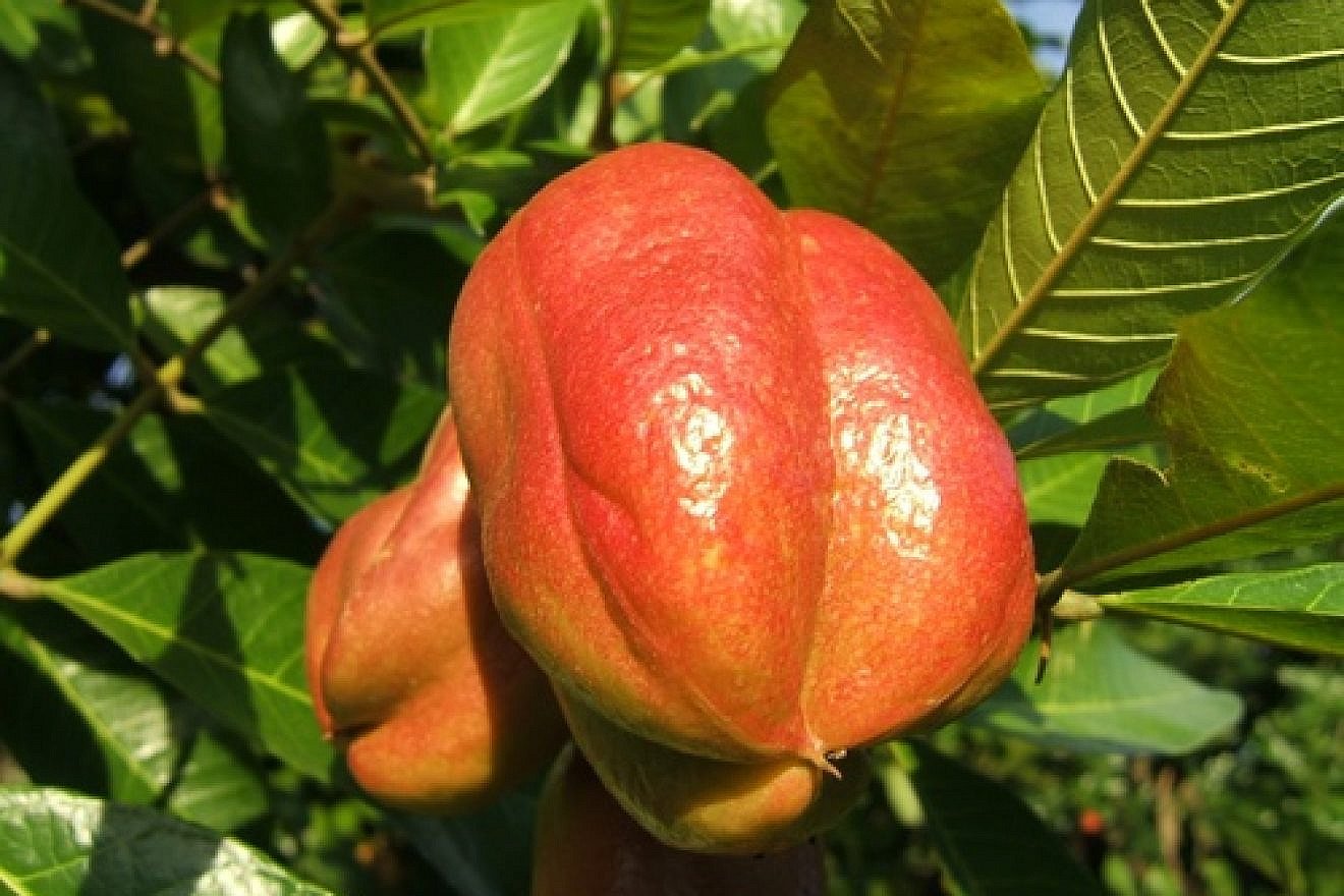 The ackee. Credit: Jerome Walker via Wikimedia Commons.