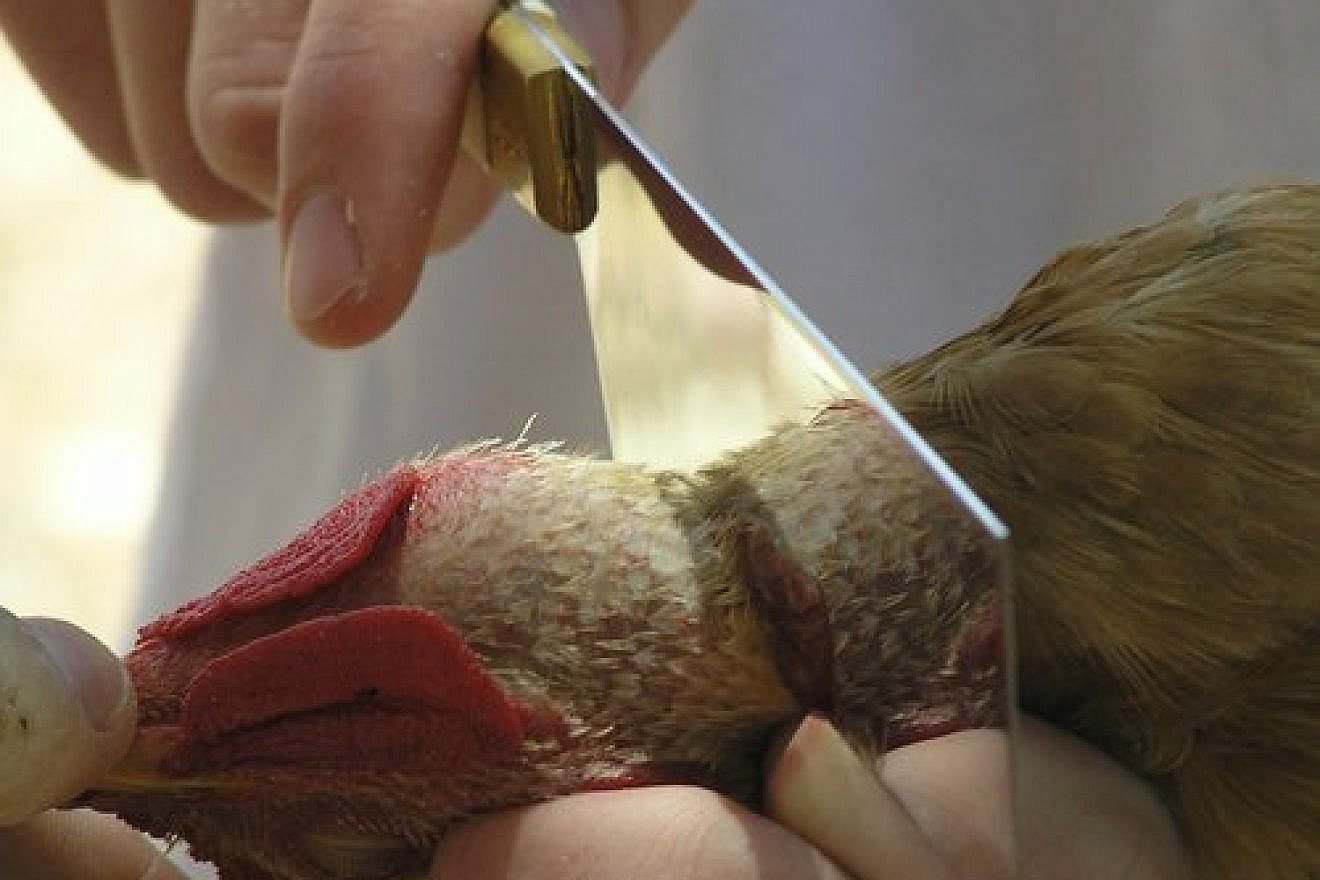 Shechita (kosher slaughter) of a chicken. Credit: Yofial via Wikimedia Commons.