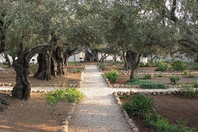 In Jerusalem, trees producing the olives of Gethsemane are set in the small grove pictured here. The grove is revered by Christians because of its connection to Jesus. Credit: Juandev via Wikimedia Commons.