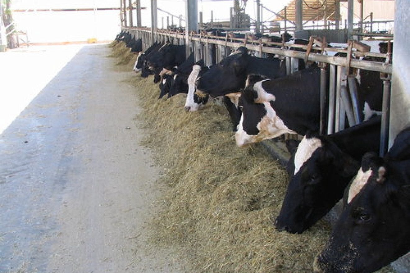 Dairy cows in a barn at the Volcani Center, the Israeli Ministry of Agriculture’s research arm, in Beit Dagan near Tel Aviv. Credit: Yehoshua Maltz/Volcani Center.