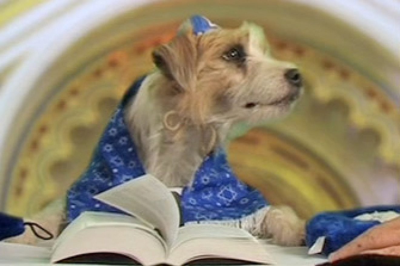 "Elvis" Best performs his "arf-tara" at a bark mitzvah in 2008. Credit: Molly Kravitz.