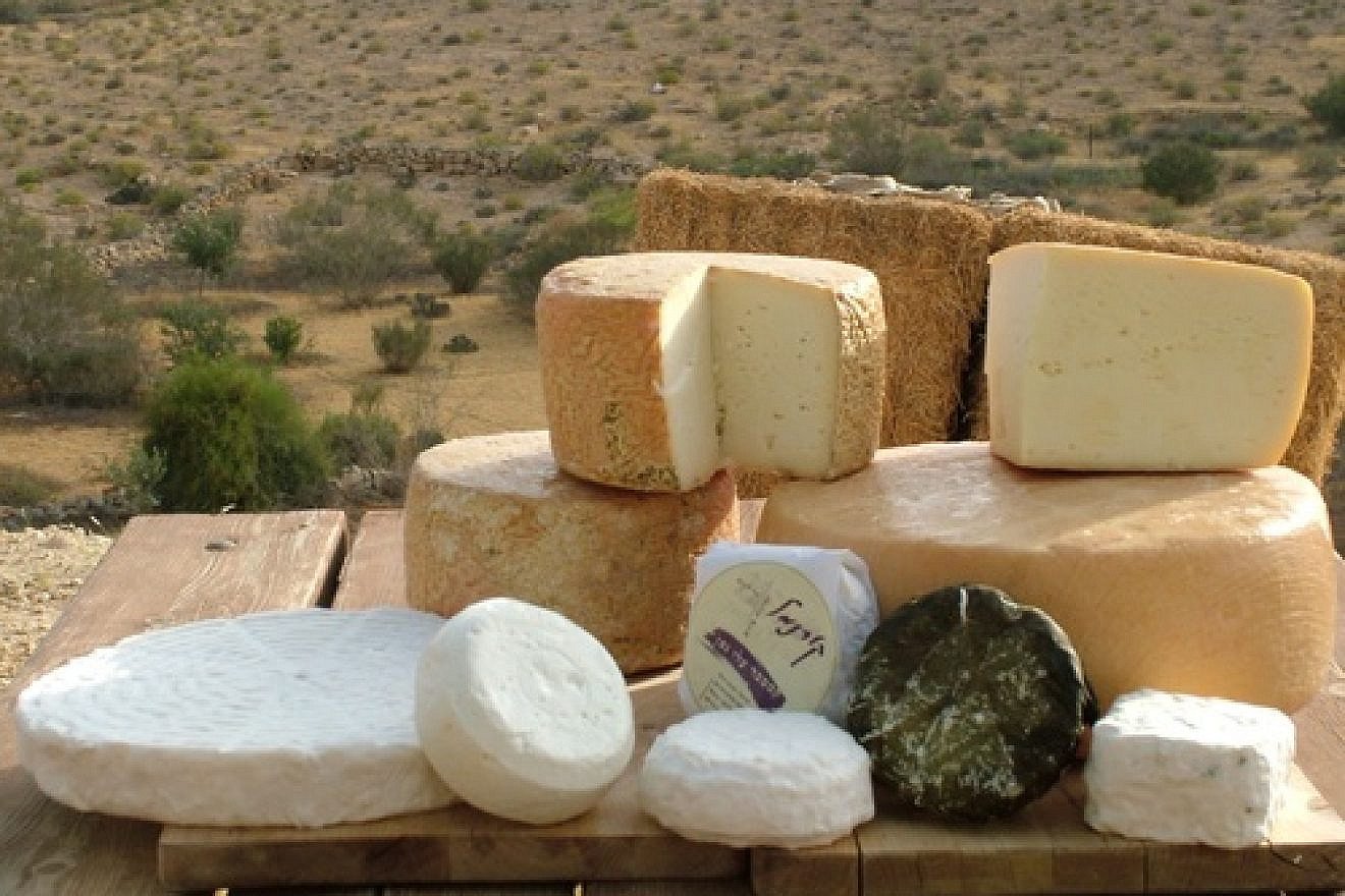 An assortment of cheeses pictured at the Kornmehl farm in the Negev. The Kornmehls consider themselves cheese artisans. They make specialty cheeses ranging from brie to camembert at their farm. Credit: Provided photo.