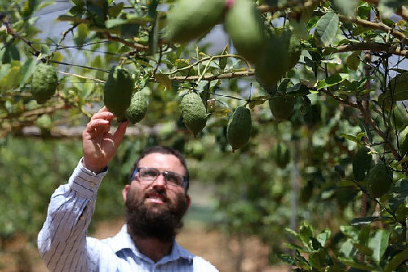 In July 2013, Jewish farmer Shneur Naparstek inspects his crop of etrog fruits in an orchard in the village of Kfar Chabad in central Israel. Credit: Nati Shohat/Flash90.