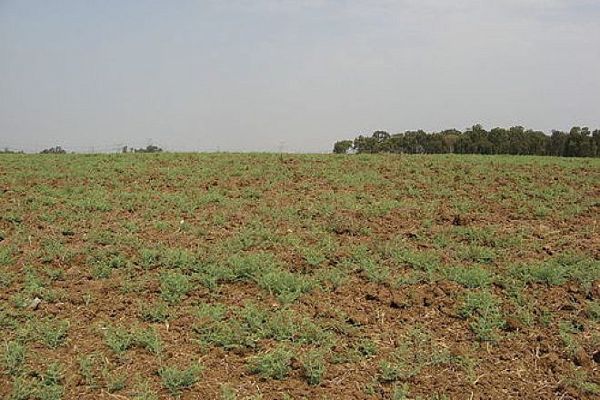 A field near Rosh HaAyin in Israel, left barren for the 2007-08 sabbatical year of shmita. Credit: Yaakov via Wikimedia Commons.
