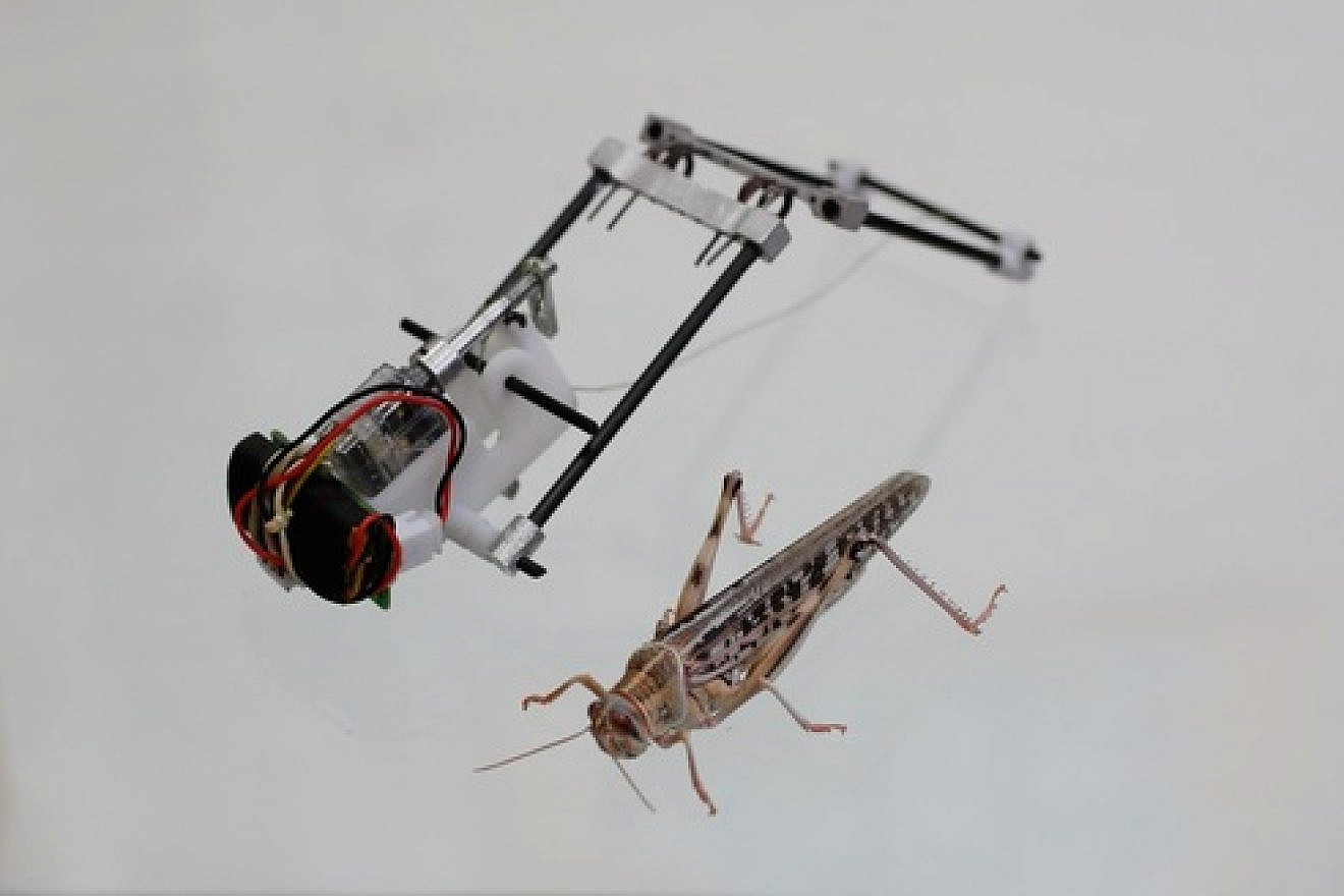 Tel Aviv University's robotic locust. Credit: Courtesy American Friends of Tel Aviv University.