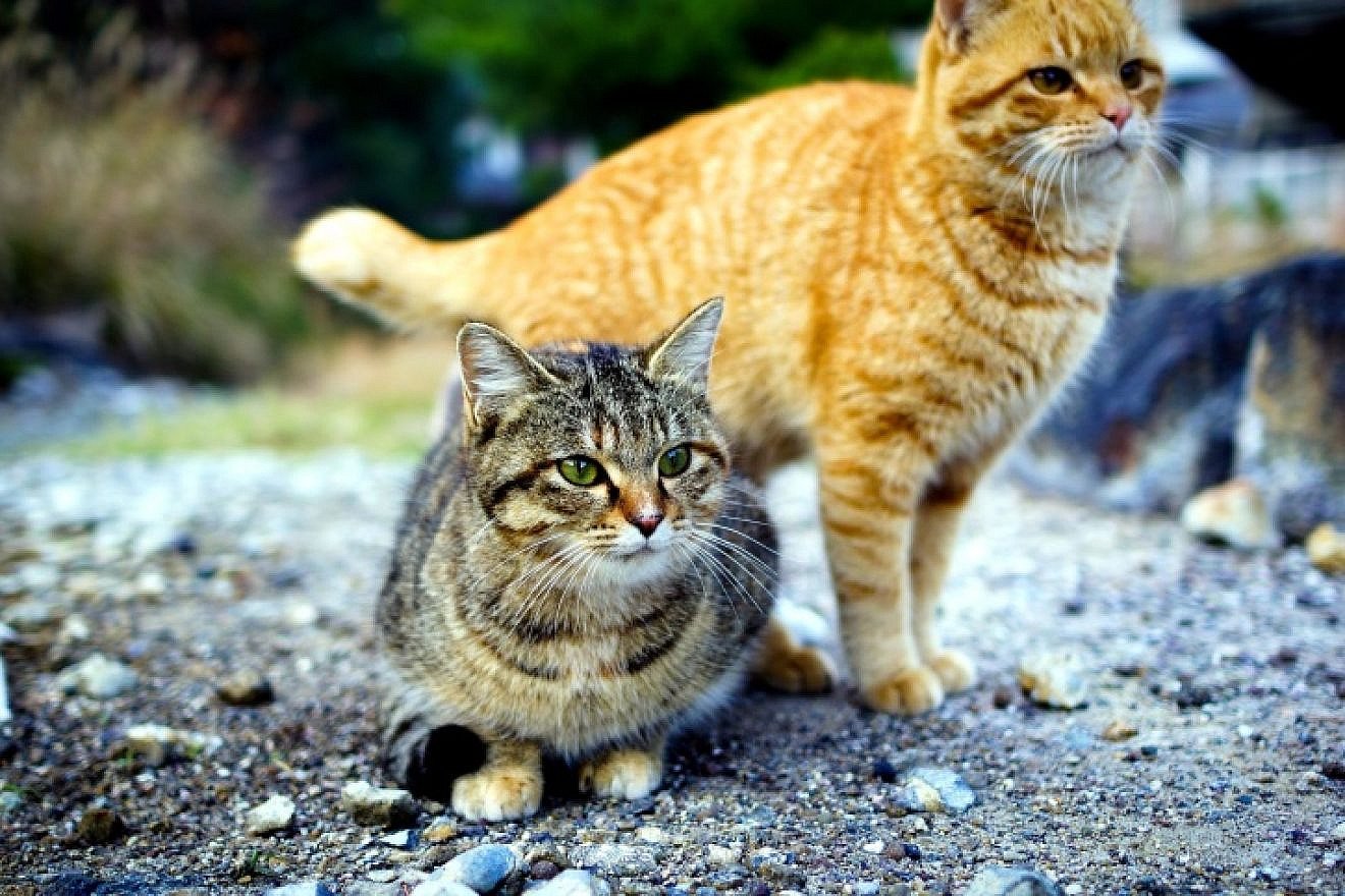 While Feline Immunodeficiency Virus (FIV) does not infect humans, it is widely researched to benefit cats. More important are its parallels with the AIDS virus. Credit: Wikimedia Commons.