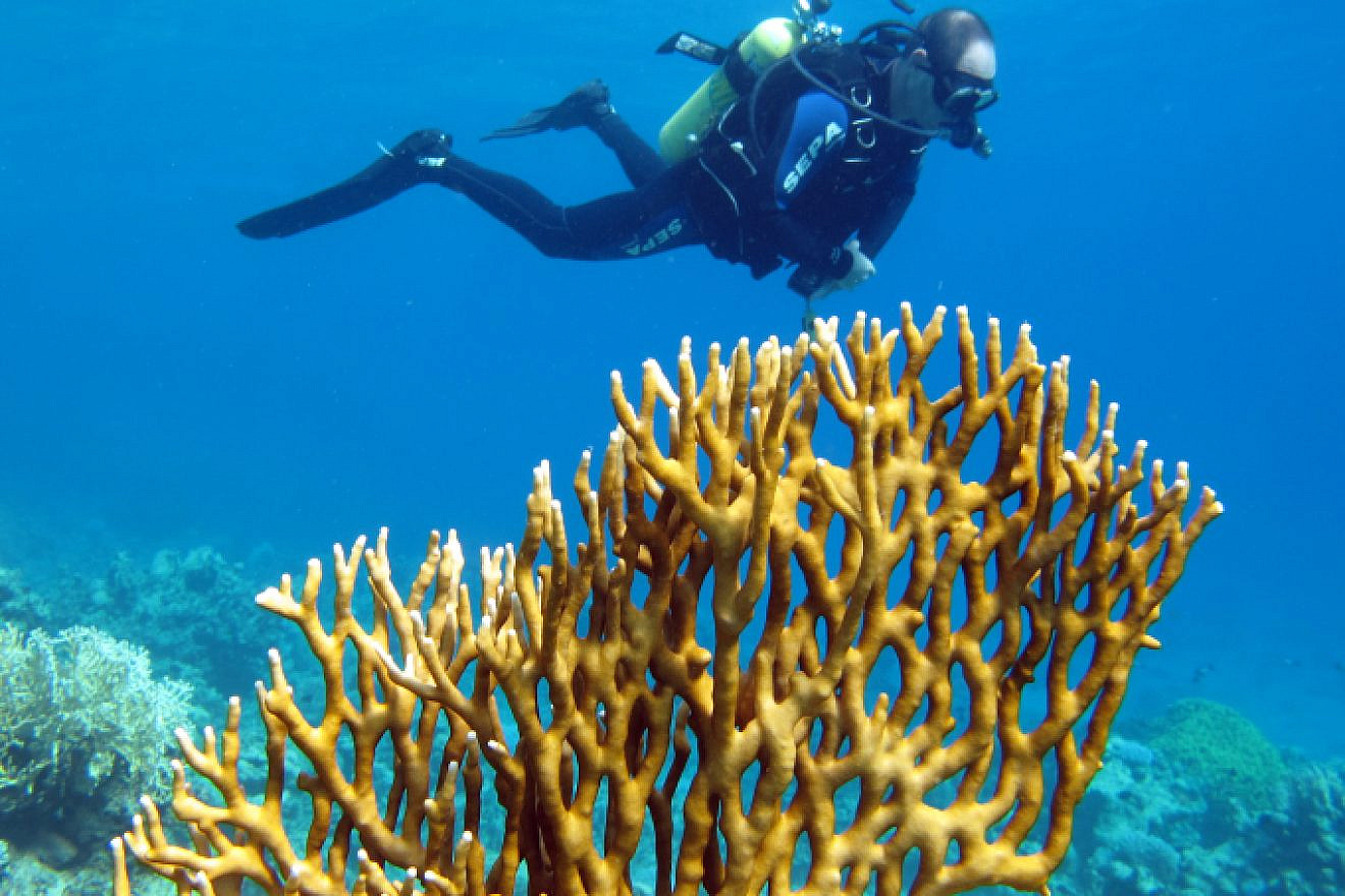 A scuba diver swims in the Eilat Dolphin Reef. Photo by Asaf Zvuloni/Israel Nature and Parks Authority/Flash90.