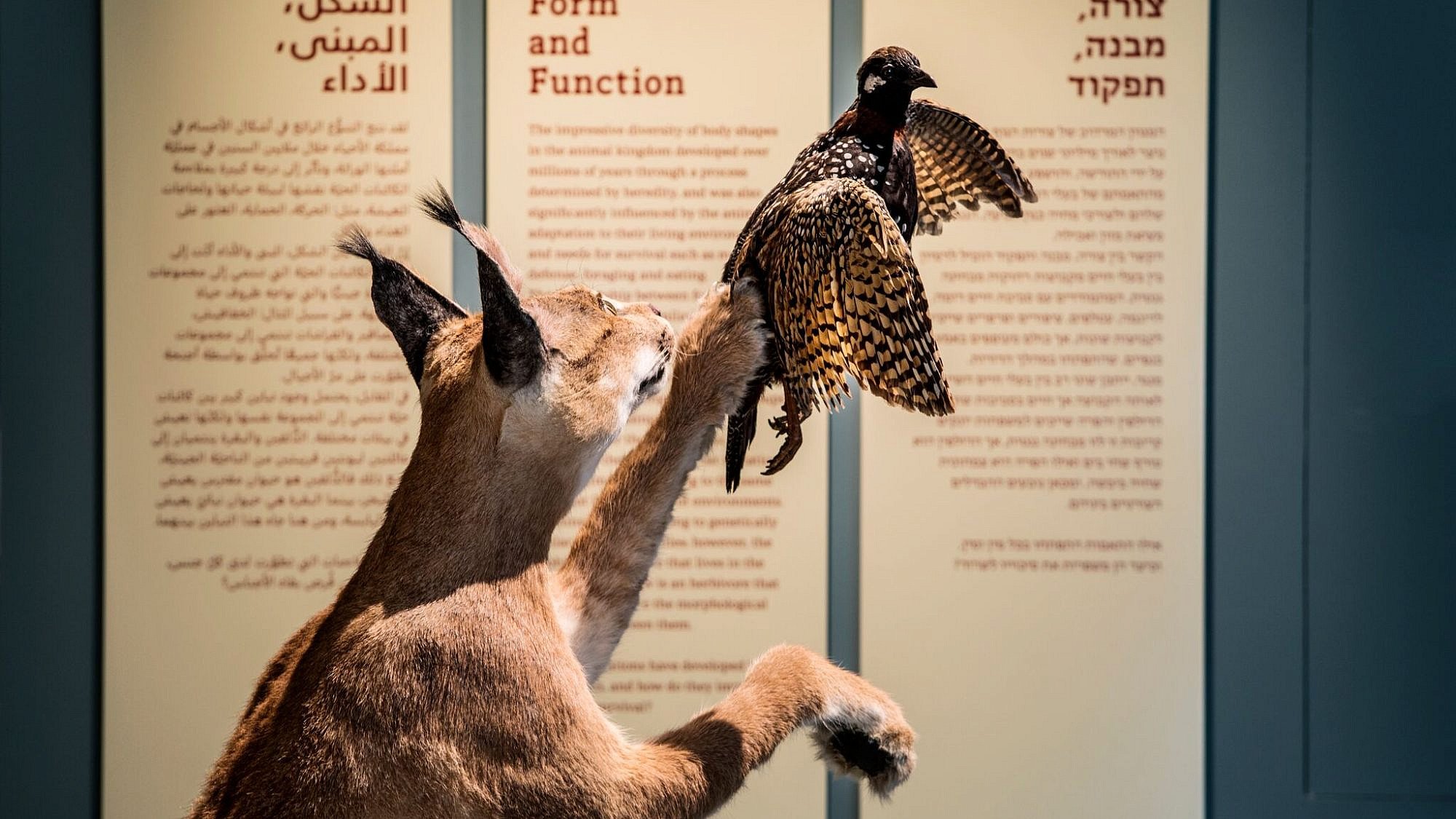 From the “Form and Function” exhibit, which presents creatures from Israel and the world, and demonstrates how their body structures and capabilities are adapted to their various environments and living conditions. Credit: Itay Benit.