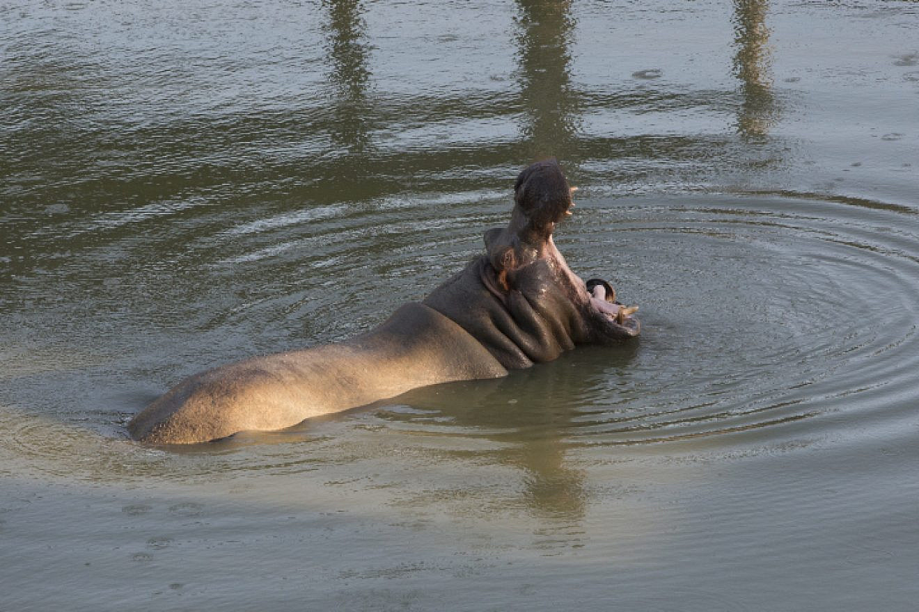 Tami the hippo,  yawning at the Jerusalem Biblical Zoo on July 4, 2013.  Photo by Yonatan Sindel/Flash90.
