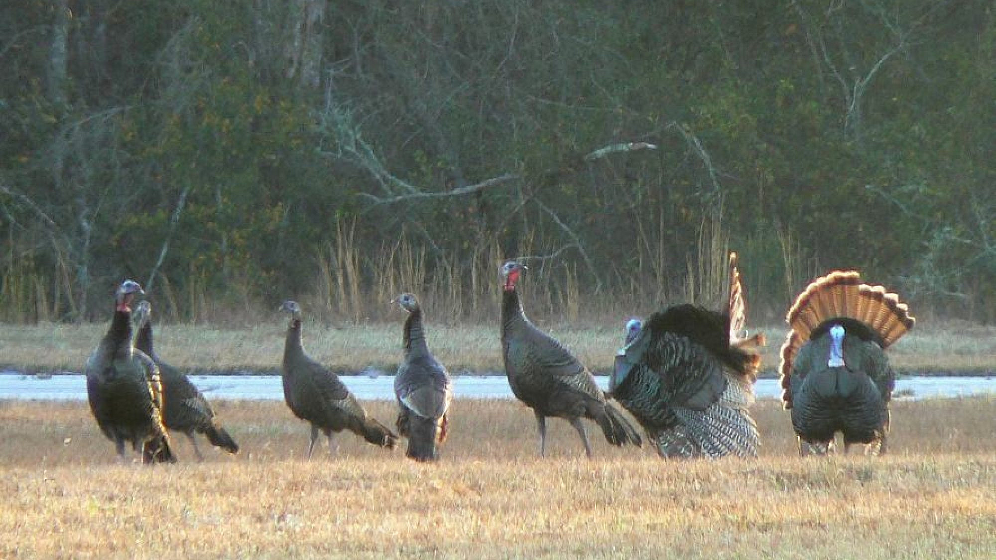 A flock of wild turkeys. Credit: Wikimedia Commons.