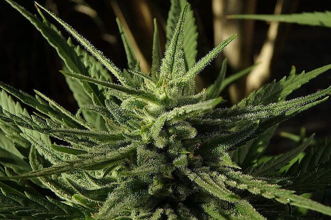 Cannabis. Credit: Max Pixel/Creative Commons.
