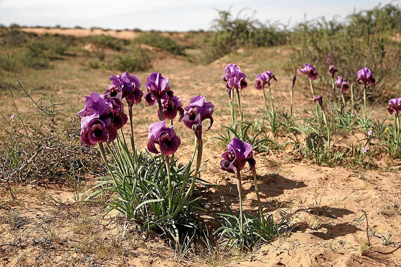 The Negev Iris. Source: Wikipedia.