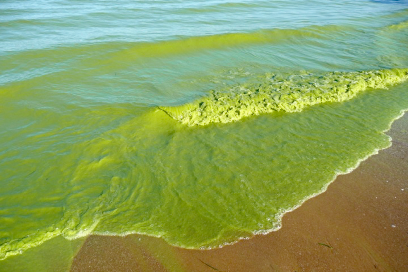 A toxic algal bloom in Lake Erie in 2009. Credit: Tom Archer/NASA.