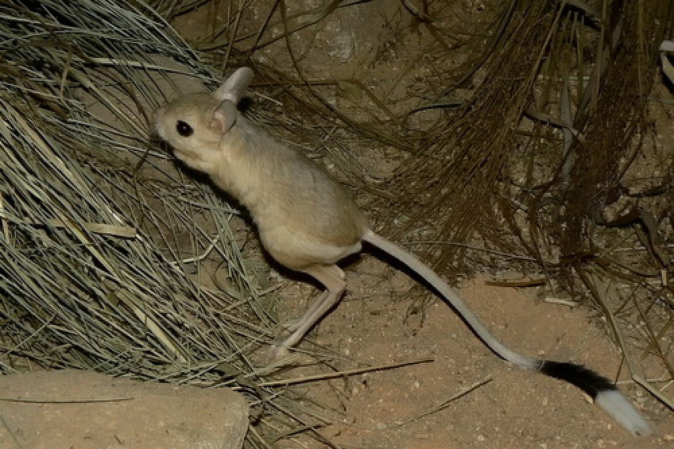A Greater Egyptian jerboa. Credit: Wikimedia Commons.