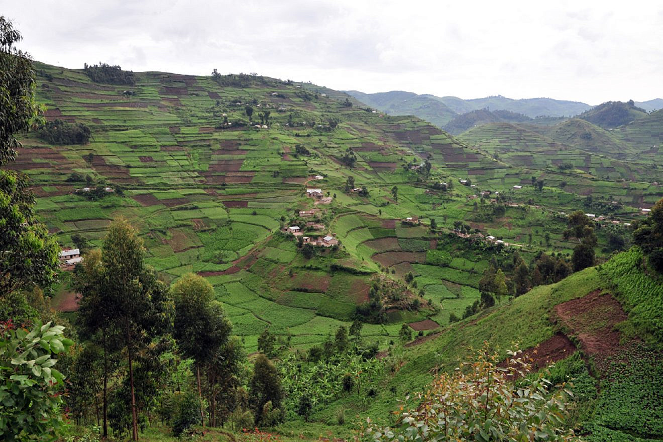 Coffee fields in southwestern Uganda, Nov. 8, 2009. Photo by Neil Palmer via Wikimedia Commons.
