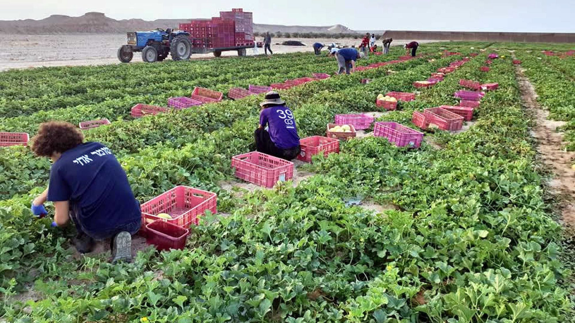 Volunteers busy helping farmers in southern Israel. Credit: HaShomer HaChadash.