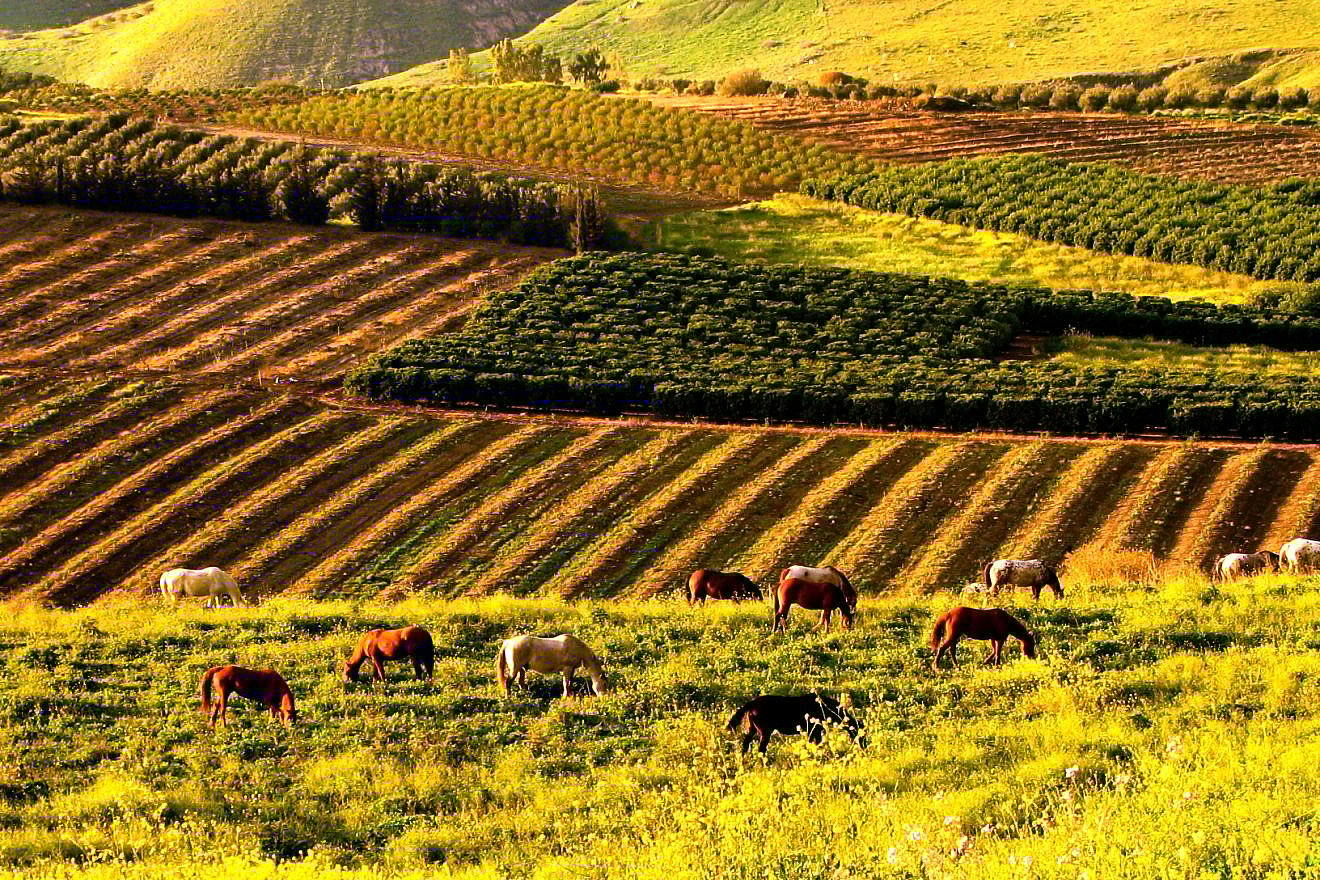 Farms in the Golan Heights. Credit: Shifra Levyathan via Wikimedia Commons.