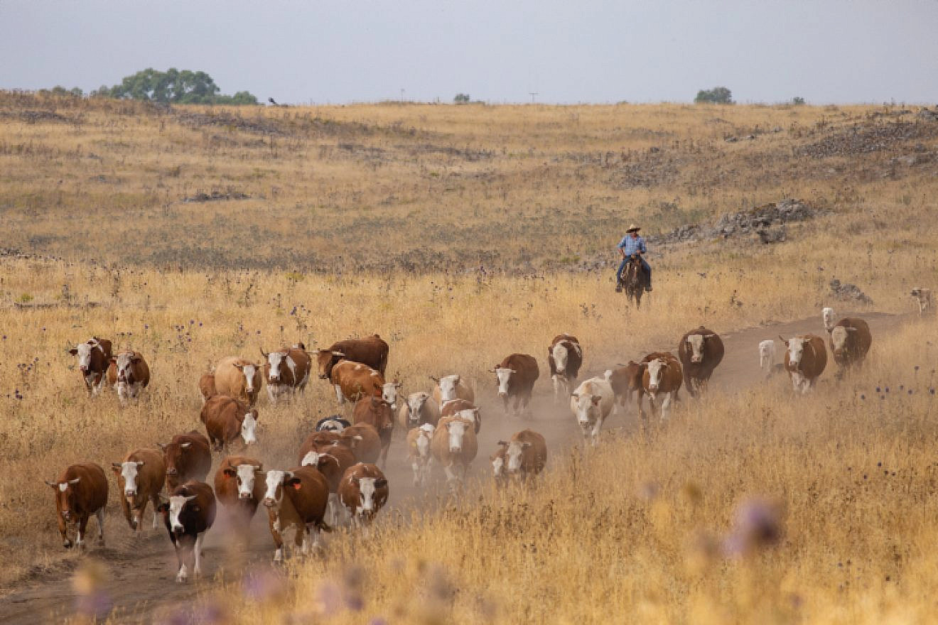Israeli cowboys collect a herd of cattle to separate the bulls from the females, at their farms in Northern Israel. June 12, 2018. Photo by Maor Kinsbursky/Flash90.