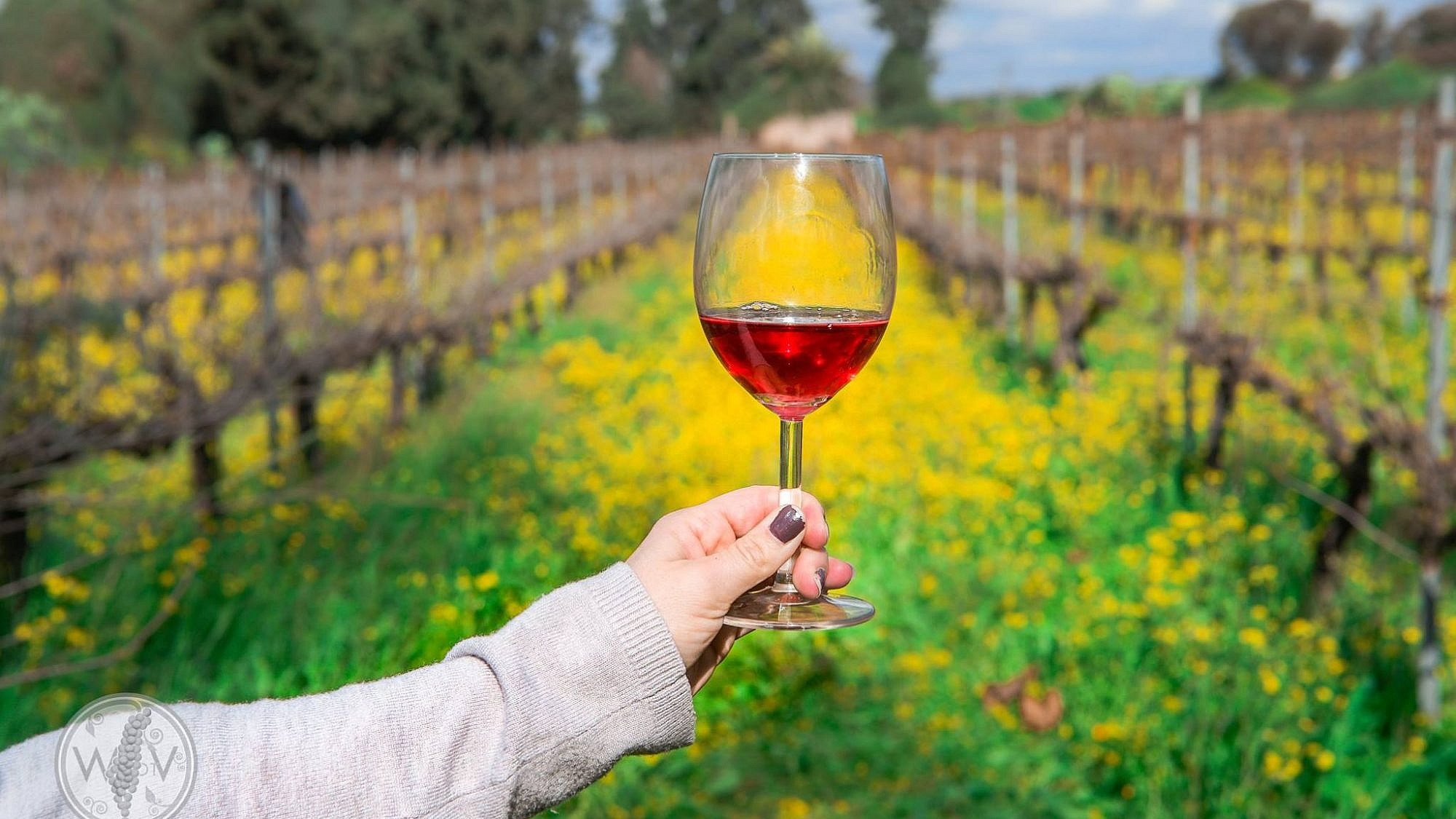 A glass of wine at Israel's Domaine Herzberg winery. Credit: Wine on the Vine via Facebook.