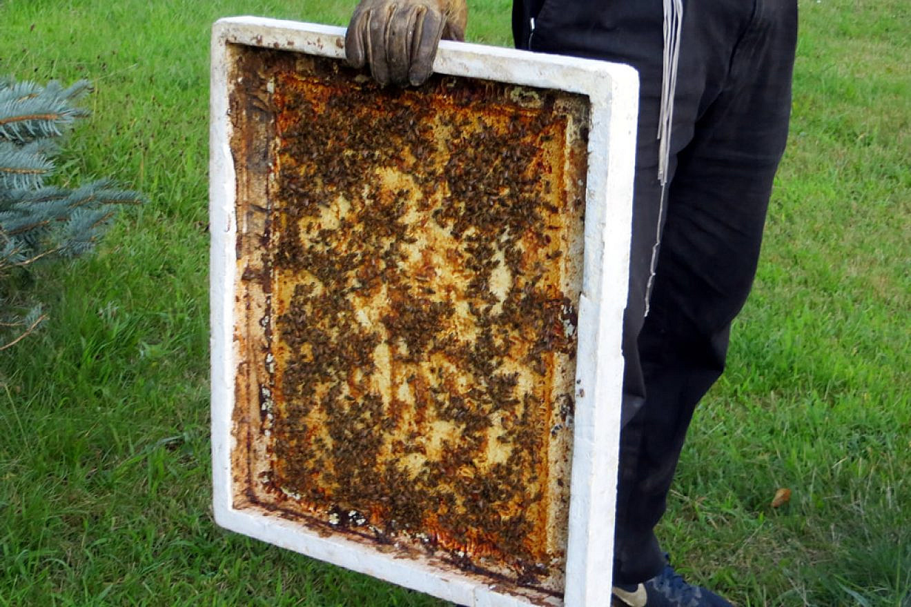 Bees by the thousands are unperturbed and busy at work. Photo by Carin M. Smilk.