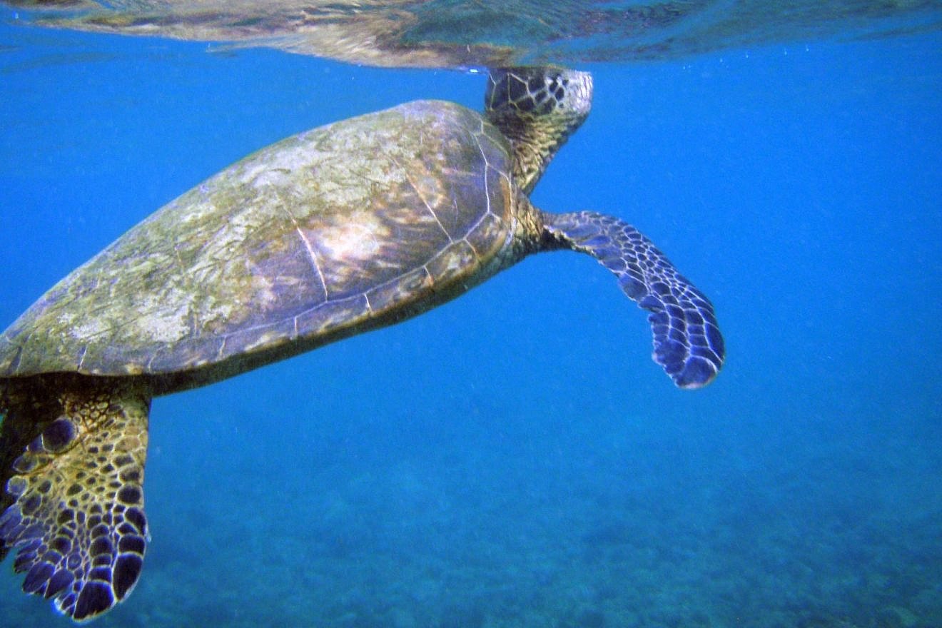 A sea turtle breaks to the surface of the water. Credit: Brocken Inaglory via Wikimedia Commons.