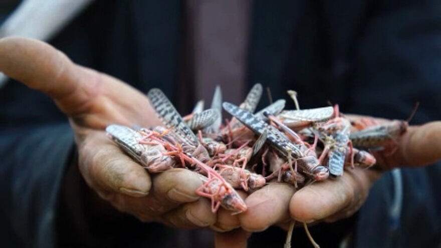 Swarms of the Desert Locust (Schistocerca gregaria) forming in Horn of Africa. Source: The Food and Agriculture Organization at the United Nations.