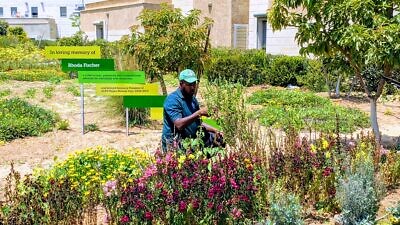 A member of the ALEH Negev gardening team tends to the Rhoda Fischer Memorial Garden ahead of the Virtual Memorial Ceremony and Dedication at ALEH Negev-Nahalat Eran on July 5, 2020.