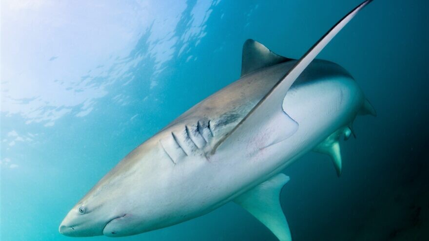 Sharks have increasingly made their home along Israel’s shores. Photo by Hagai Nativ/University of Haifa’s Morris Kahn Marine Research Station.