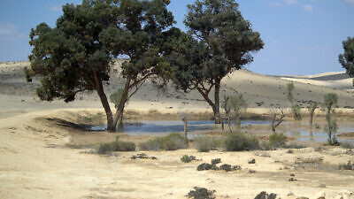 Trees in the Negev Desert planted by the Jewish National Fund (JNF). Credit: David Shankbone via Wikimedia Commons.