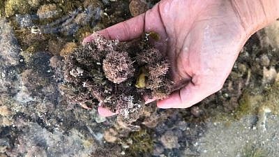 Ben-Gurion University of the Negev researchers advocate using seashells to monitor currently undetected industrial pollution from factories and desalination plants along the Israeli coastline and worldwide. Credit: Courtesy.