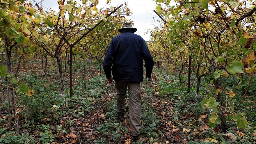A farmer in Israel’s Galilee, February 2021. Credit: JNF-USA.