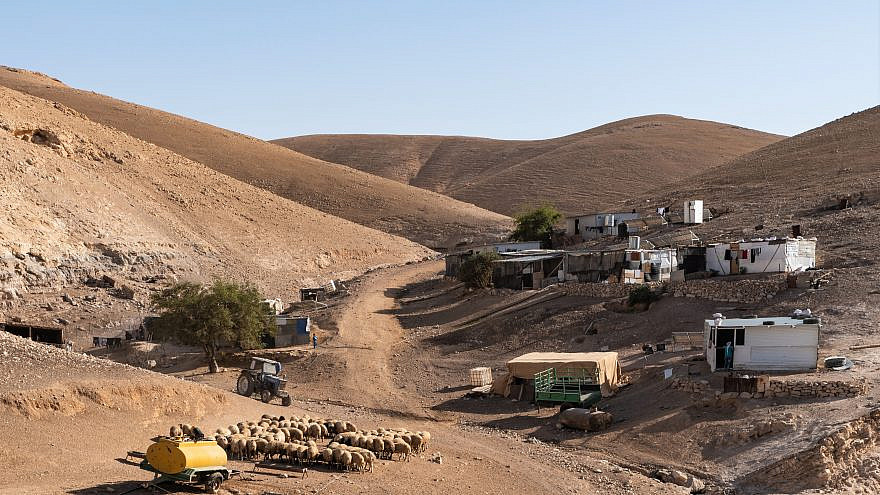 A flock of sheep in a Bedouin camp in the Judean Desert. Photo by Dario Sanchez/Flash90.