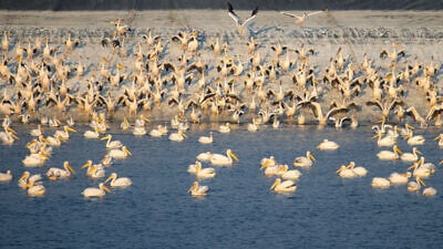 Great white pelicans at a water reservoir in the Hefer valley, north of Tel Aviv, on September 30, 2021. Photo by Moshe Shai/Flash90.