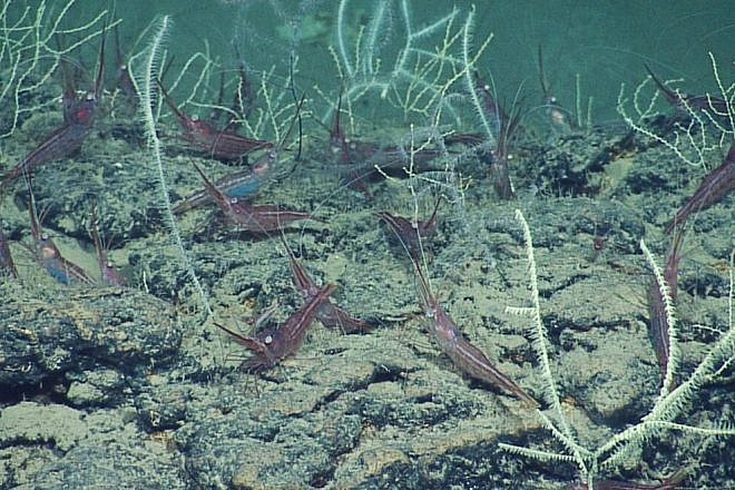 Sea life at the Palmachim Slide. Photo courtesy of the University of Haifa and Israel Oceanographic and Limnological Research.