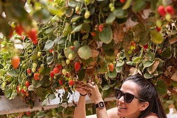 Tanya Pons Allon picking strawberries at the Arava R&D Center. Photo by Laura Ben-David.
