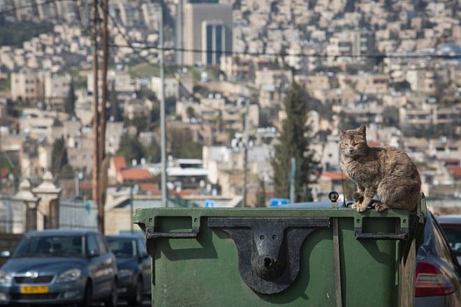 A cat sits on a garbage bin overlooking the Beit Safafa neighborhood in Jerusalem, Feb. 11, 2019. Credit: Hadas Parush/Flash90.