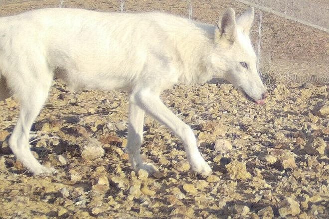 The white wolf in the Negev. Photo by Asher Peretz/Israel Nature and Parks Authority.