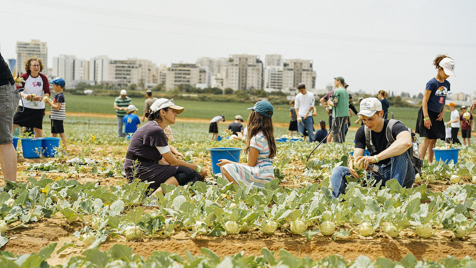 Leket Israel volunteers rescue produce in Moshav Gan Haim, near Kfar Saba. Photo by Amir Yakoby.