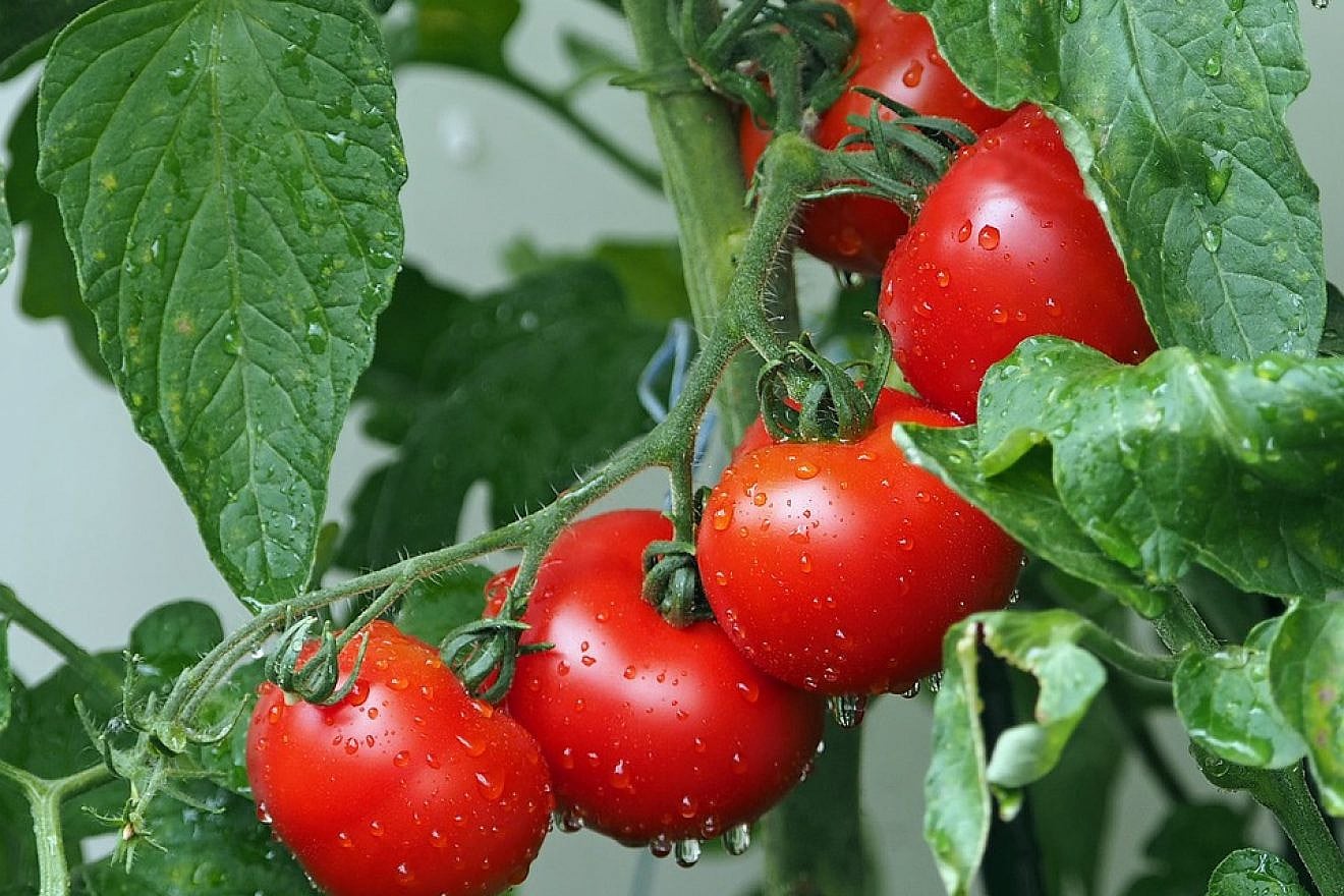 Hebrew University researchers develop drought-tolerant tomato variety -  JNS.org, image size:1320x880