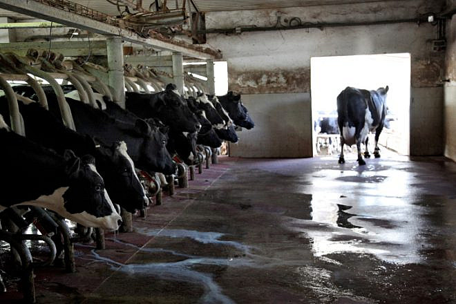 Dairy cows at Kibbutz Sarid in the Jezreel Valley, Jan. 24, 2017. Photo by Anat Hermoni/Flash90.