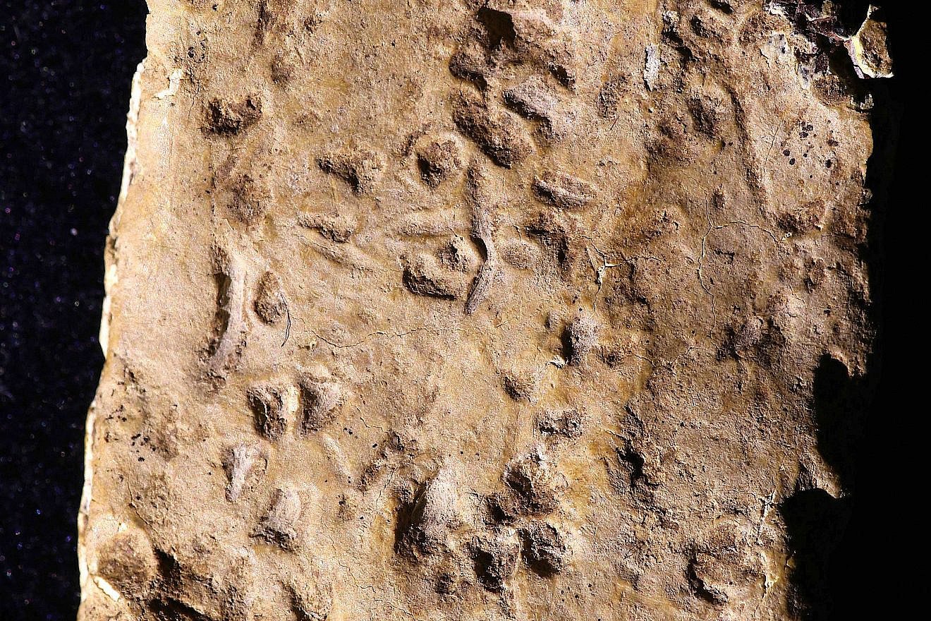 The curse tablet found on Mount Ebal. Photo by Jaroslav Valach.