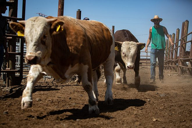 Cattle tender of various cattle farms in the Golan Heights, Northern Israel. Sept. 25, 2019. Photo by Maor Kinsbursky/Flash90.