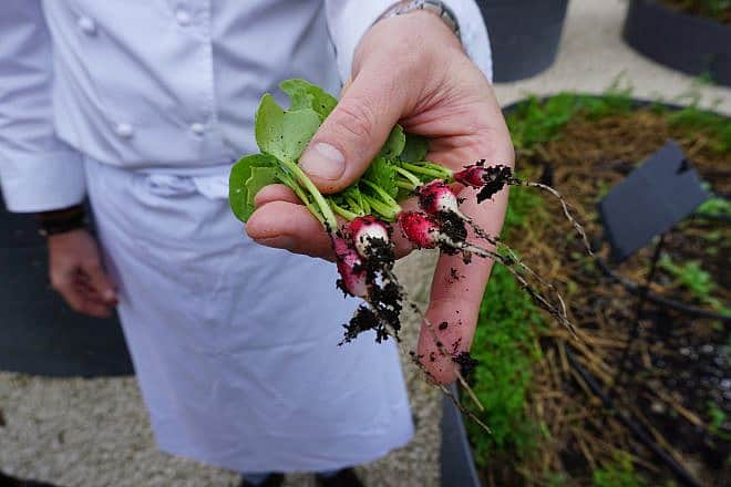 A chef holds his home-grown radishes on Grand Cayman. Jennifer Billock/Shutterstock.