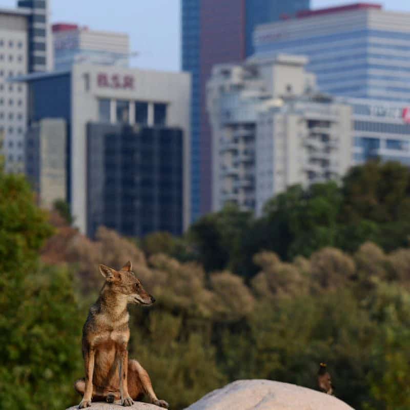 A jackal is seen at Yarkon Park in Tel Aviv, Sept. 3, 2022. Photo by Tomer Neuberg/Flash90.