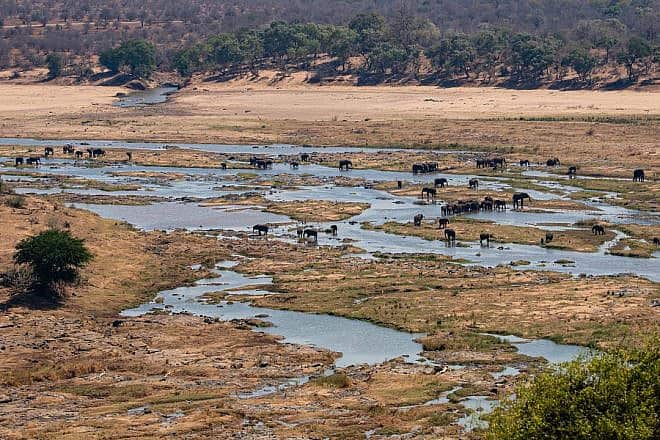 A herd of elephants at a water source in Kenya. Credit: Michael Luenen/Pixabay.