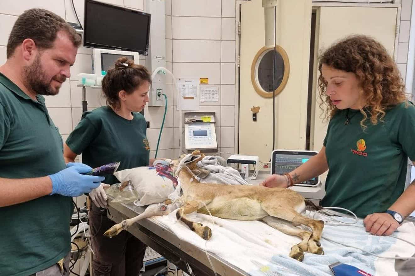 A young mountain goat being treated at Israel's Safari Wildlife Hospital, Sept. 28, 2023. Photo by the Safari Wildlife Hospital.