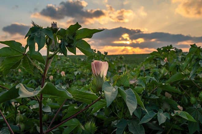 A field of roses in Timorim in southern Israel on Aug. 8, 2019. Photo by Mila Aviv/Flash90.