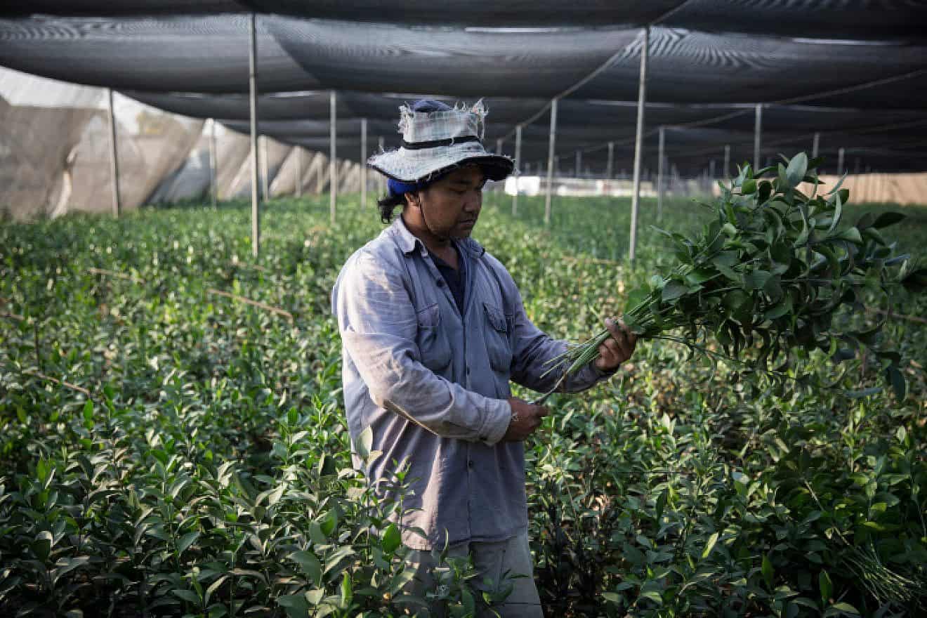 A Thai worker picks decorative flower leafs in the Kibbutz Sde Nitzan flower farm, near the border with the Gaza Strip, July 20, 2014. Photo by Hadas Parush/Flash90.