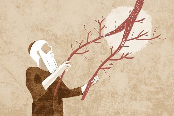 "I will take the stick of Yosef .. .and I will place it with the stick of Yehuda ... and they shall be one in My hand" (Ezekiel 37:19). Image: Meirav Barlev