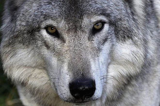 A Grey Wolf at Omega Park in Quebec, Canada, Oct. 2015. Photo: Bert de Tilly via Wikimedia Commons.